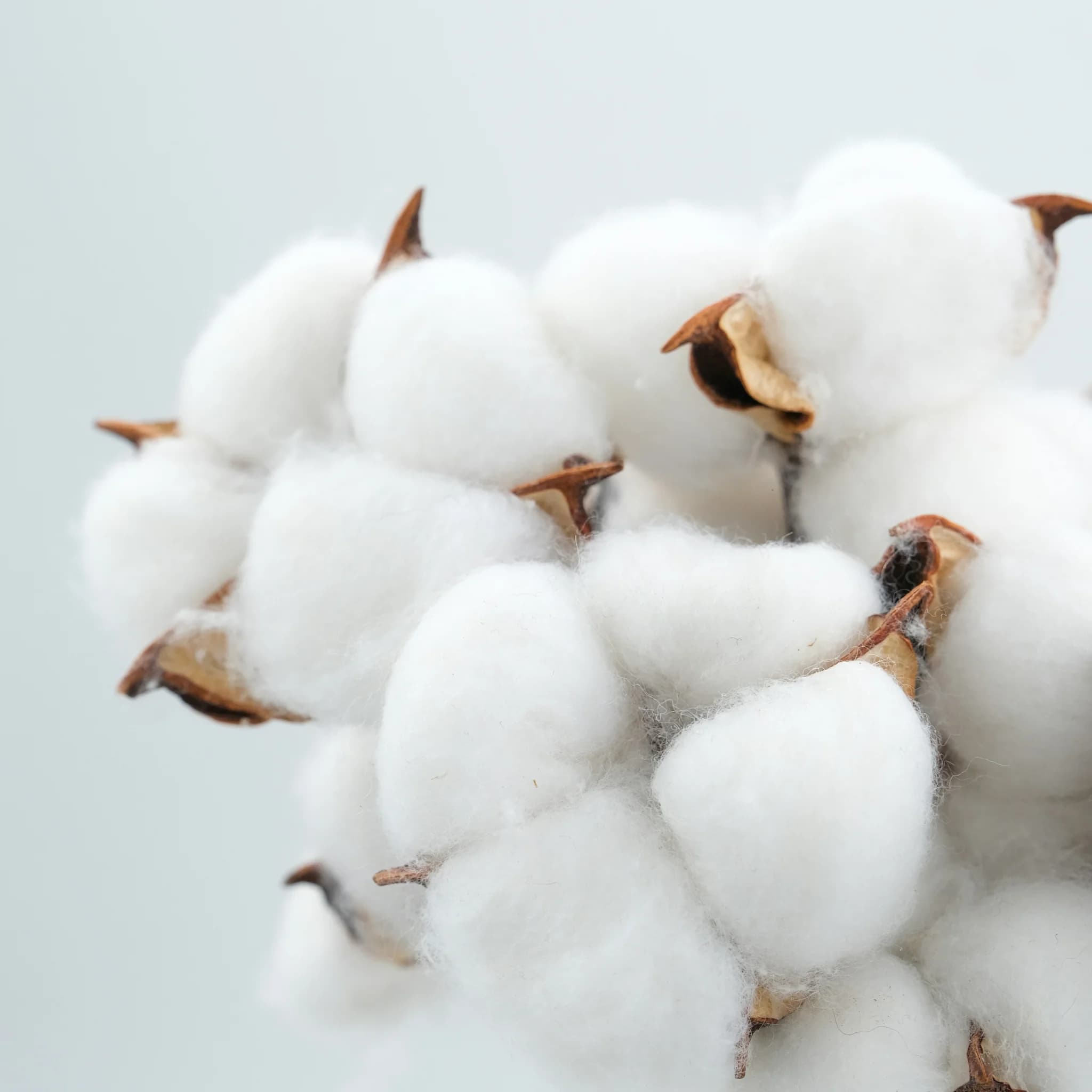 Premium OEKO-TEX Certified Cotton